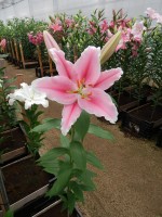 [3494 PO17 Bolzano No01.JPG]